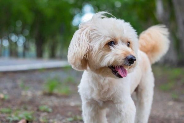 Poodle-Rat-Terrier-mix_Sarawut Sriphakdee, Shutterstock