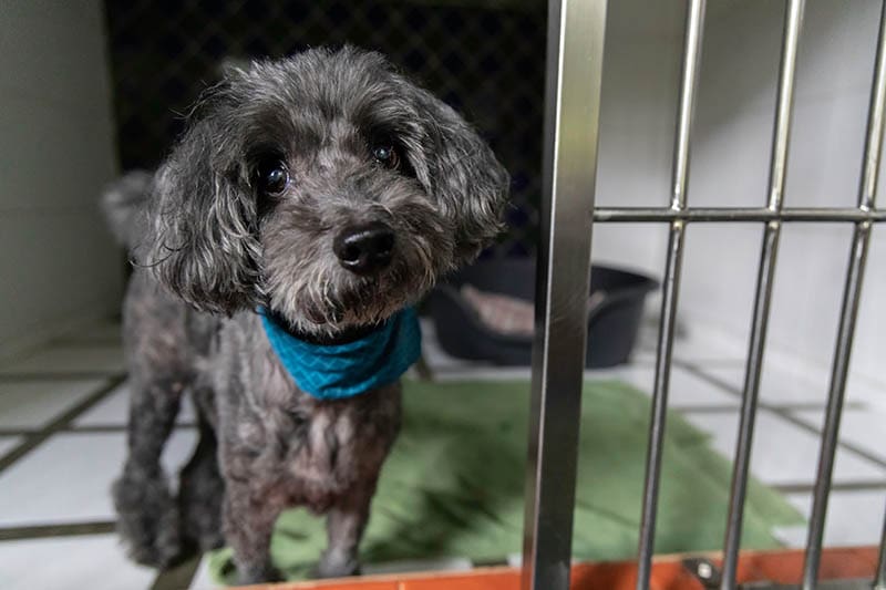 Poodle dog boarding in pet hotel