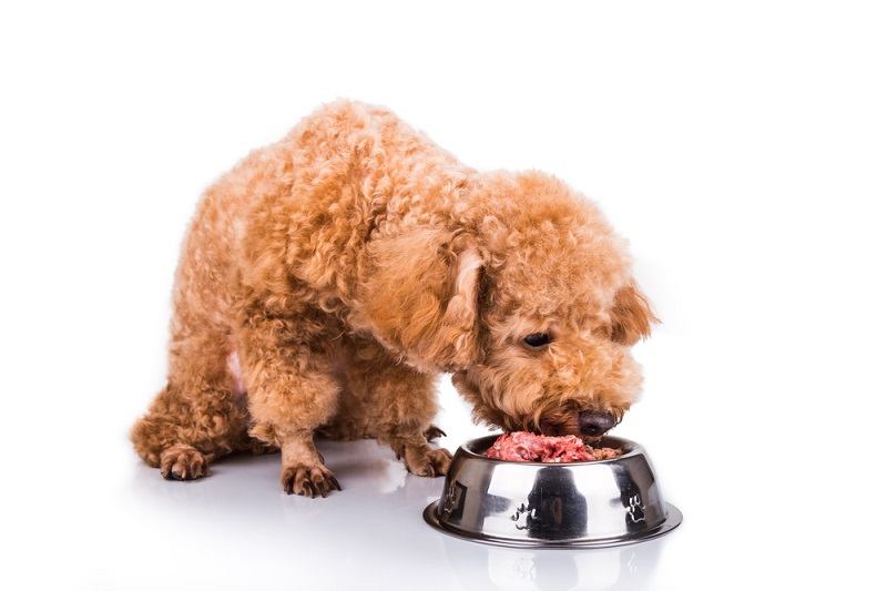 Poodle dog enjoying her nutritious and delicious fresh raw meat