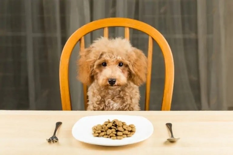 Poodle puppy_Shutterstock_thamKC