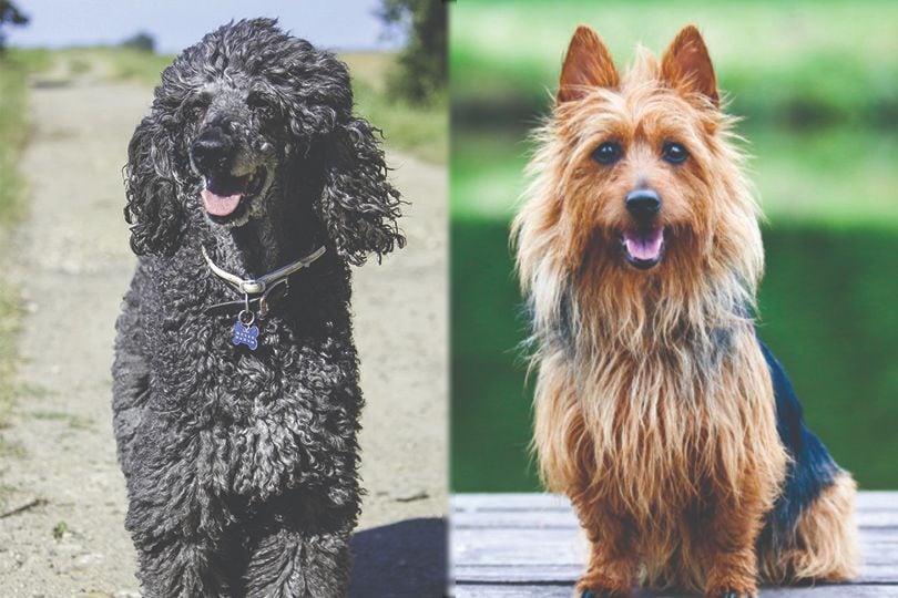 Poodle vs Silky terrier dog Mix breed