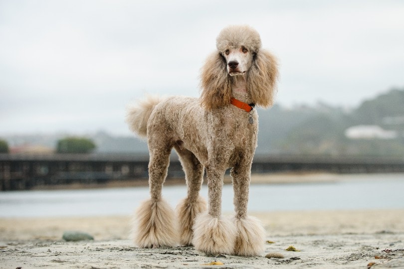 Poodle