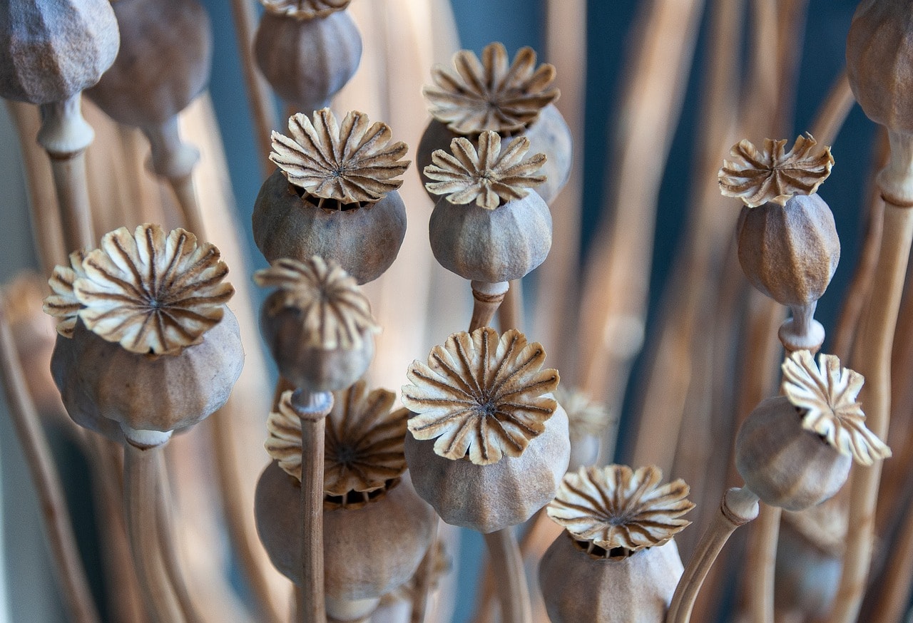 Poppy Seed Flower