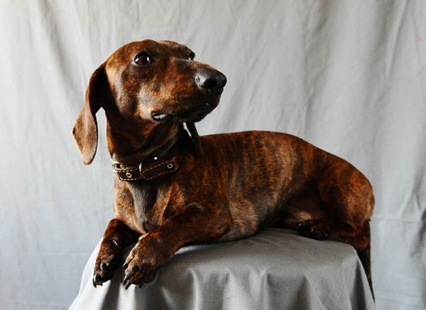 Portrait Brindle Dachshund