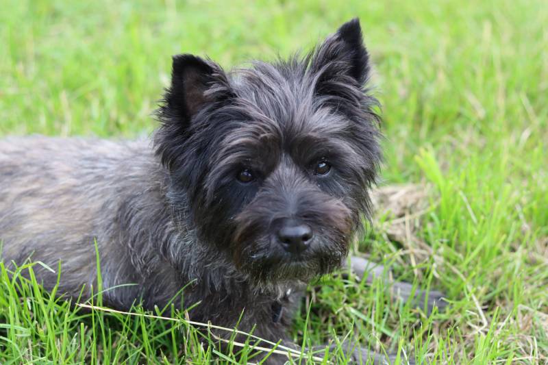 Portrait of a cairn terrier on a dog walk