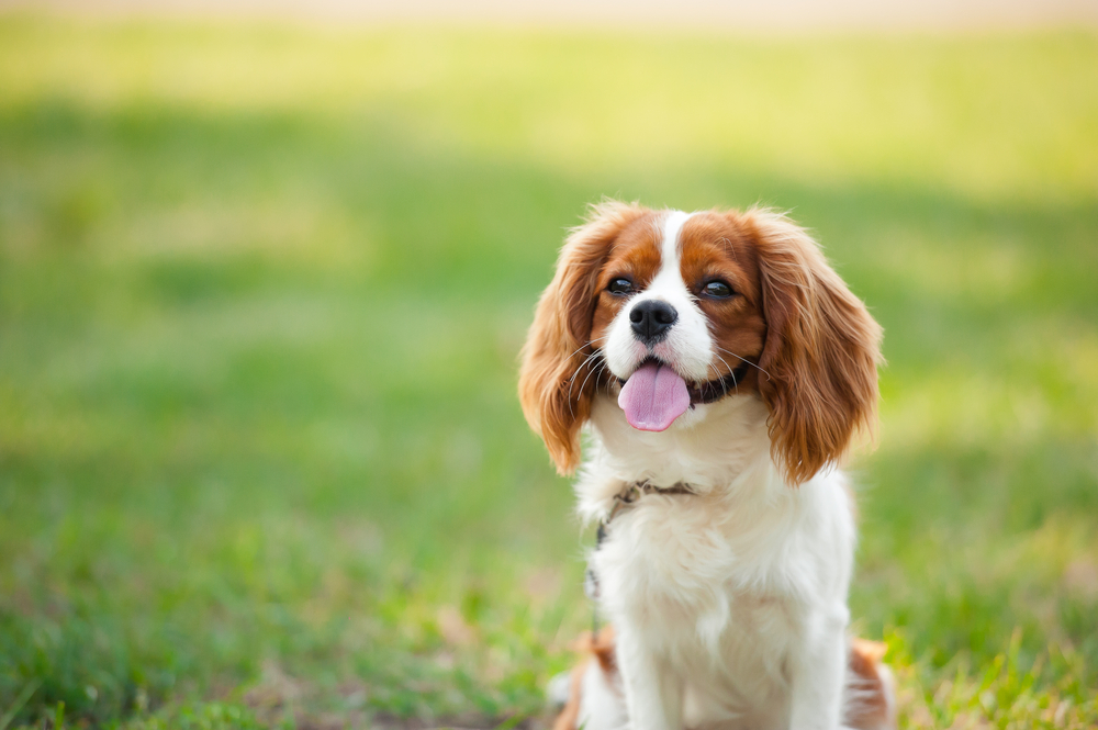 Portrait of a dog cavalier king charles on a grass background