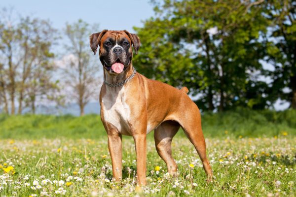 Portrait of a great German boxer dog