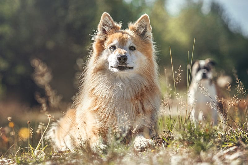 Portrait of an icelandic sheepdog and a different dog breed behind