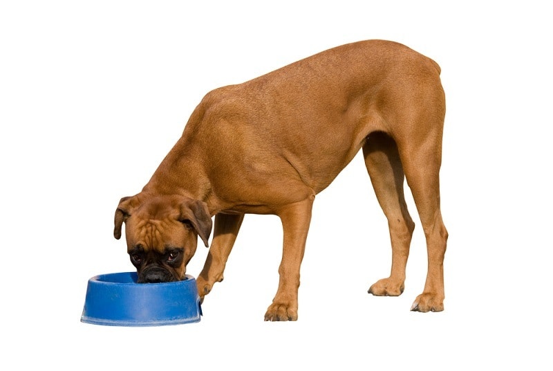 Portrait of boxer on white background