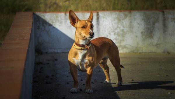 Portuguese Podengo Pequeno