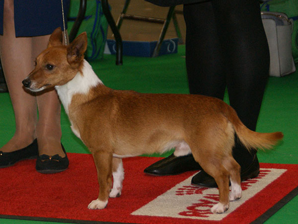 Portuguese Podengo Smooth-haired Pequeno