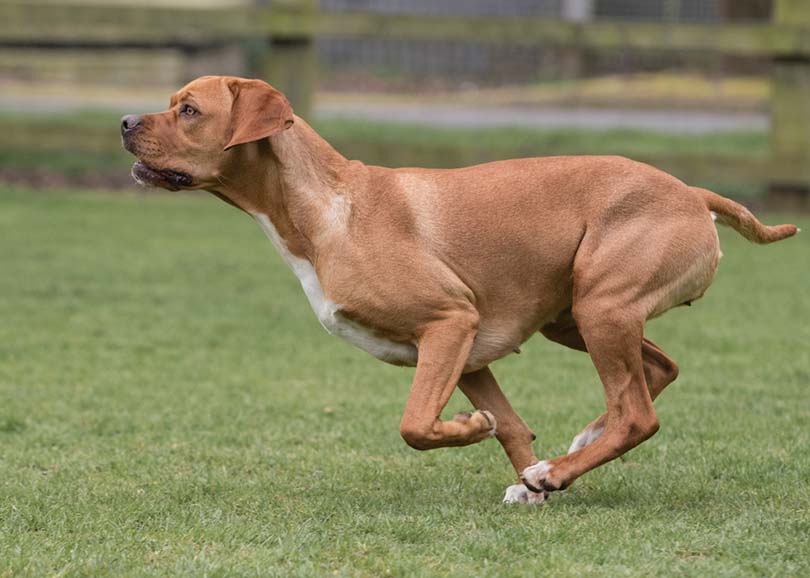 Portuguese Pointer Running