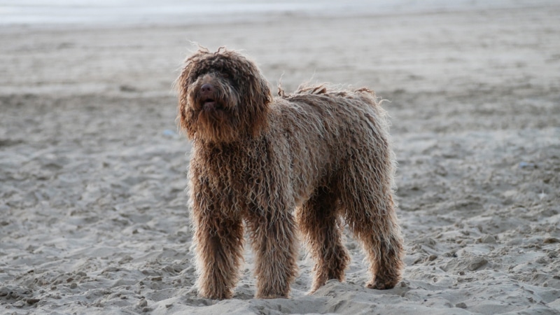 Portuguese Water Dog standing on sad at the beach