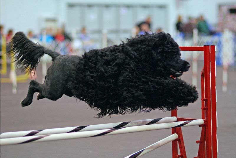 Portuguese Water Dog Training