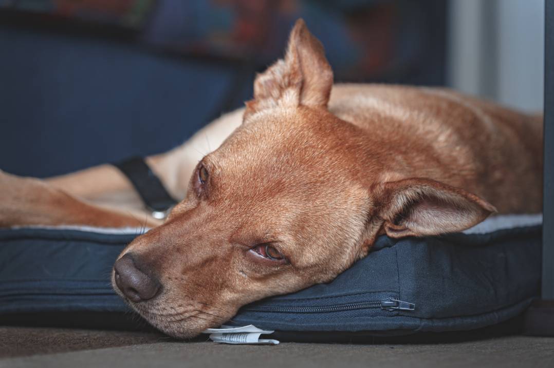 Potcake Dog