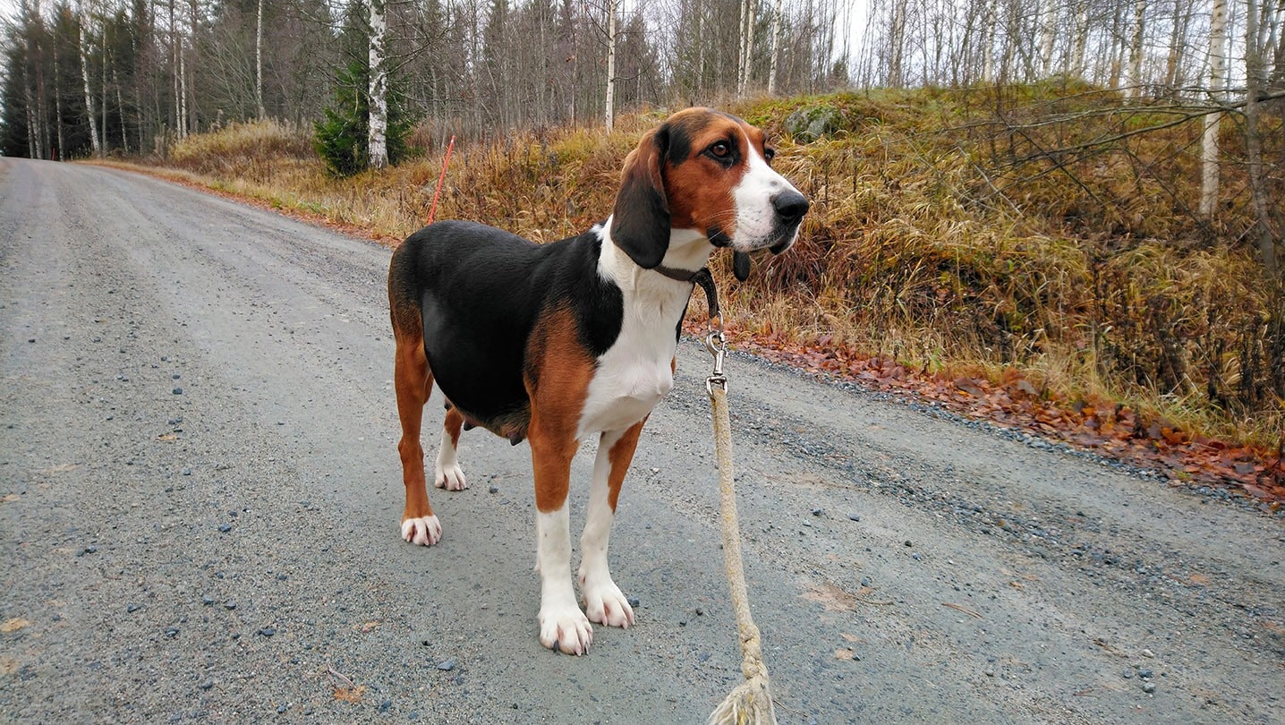 Pregnant Finnish Hound