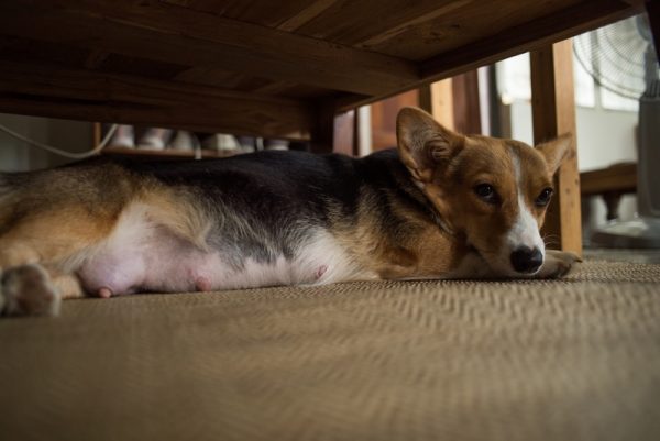 Pregnant corgi lying under a bed