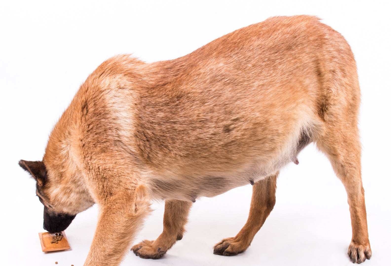Pregnant dog eating food from the floor