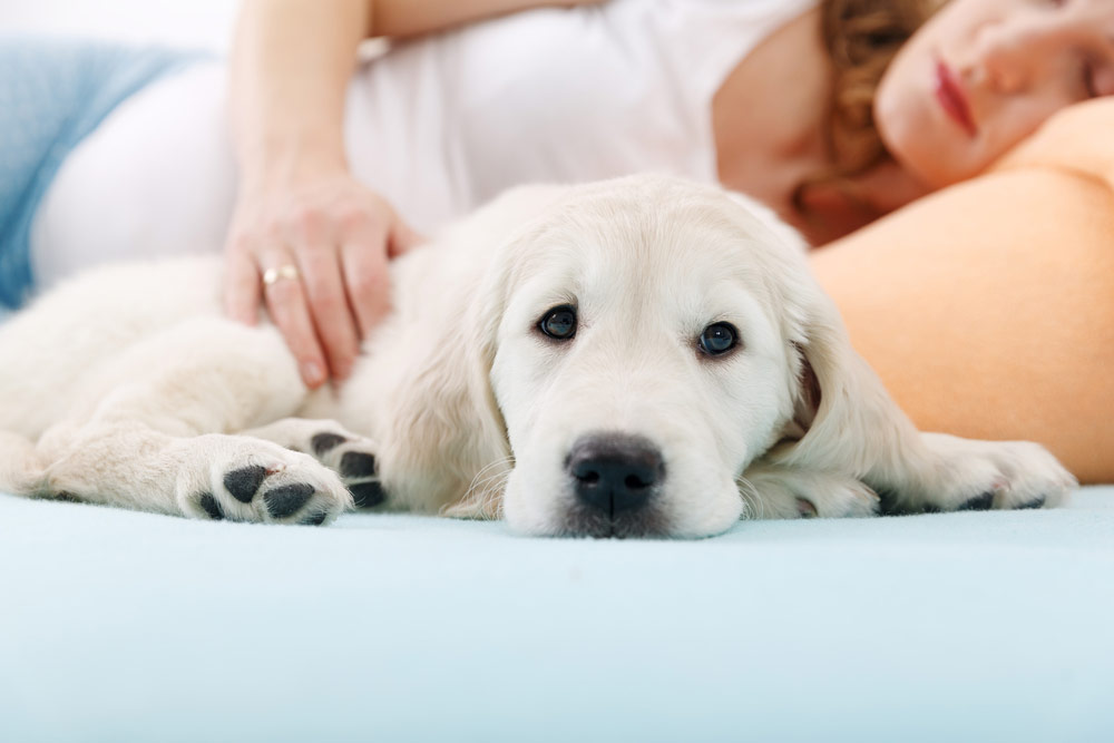 Pregnant woman sleeping with golden retriever puppy at home