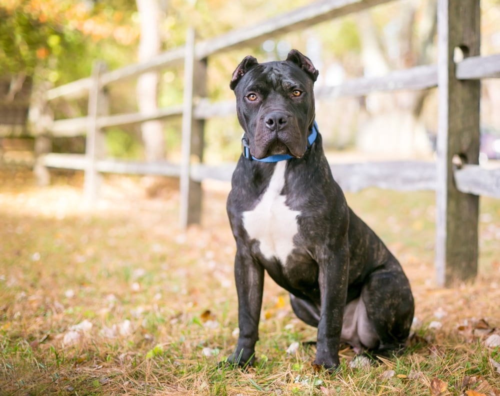 Presa Canario dog