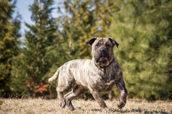 Presa-Canario-in-beautiful-park-outside