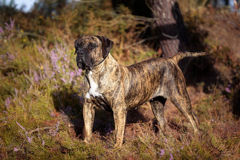 Presa Canario purebred dog