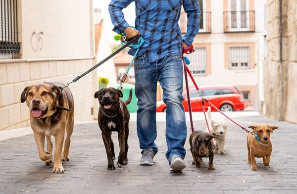 business plan for dog walking