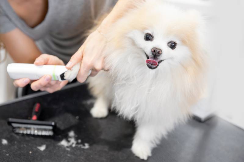 Professional groomer cut hair with scissors and clipper little smile dog pomeranian spitz