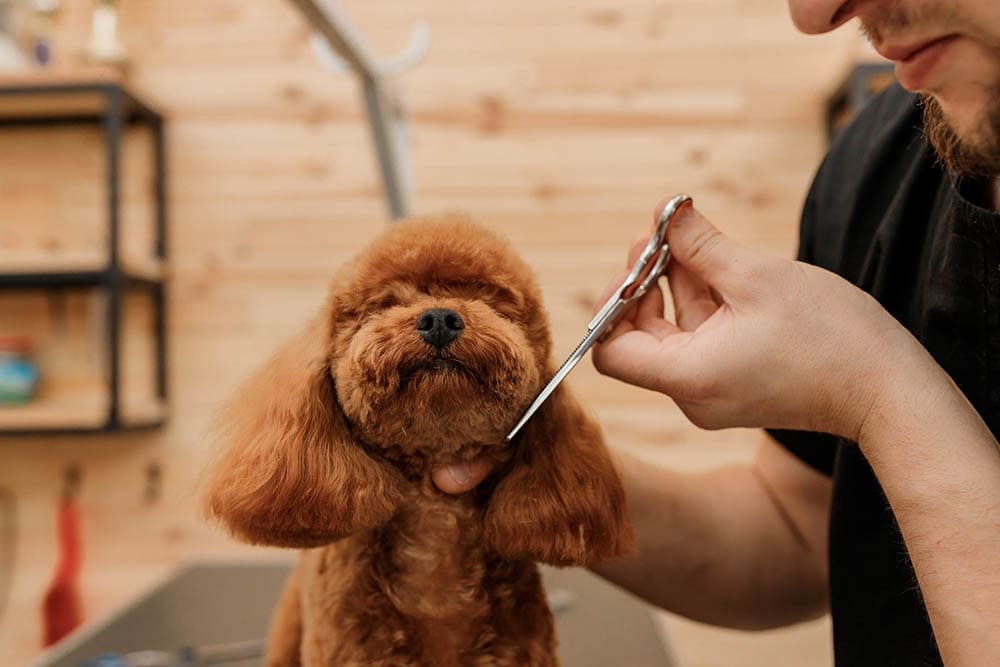 Professional-male-groomer-making-haircut-of-poodle