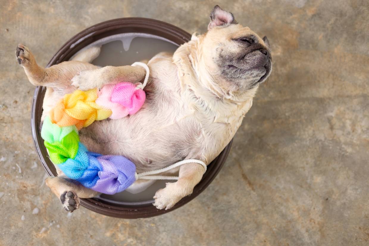 Pug Bath