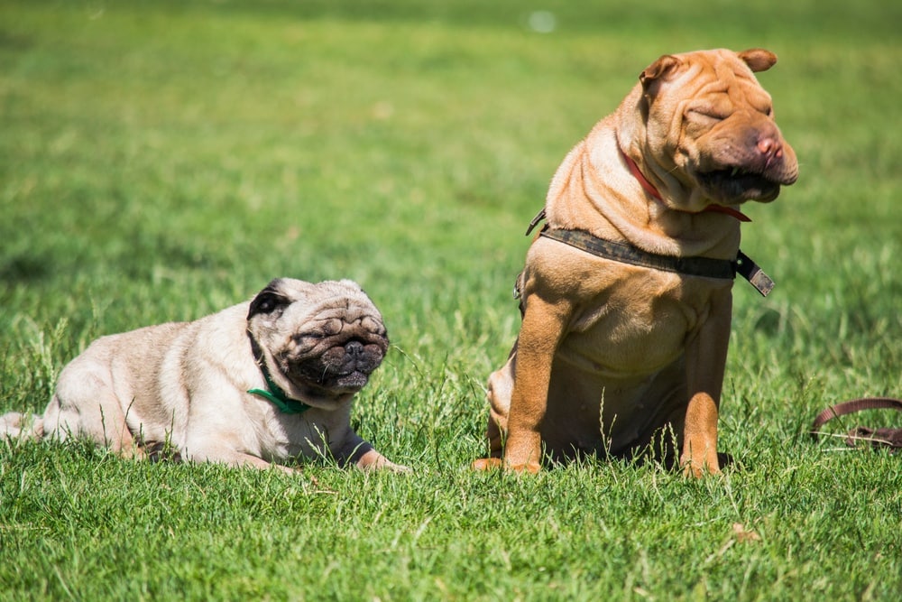 Pug-and-Shar-Pei_maxprofoto_shutterstock