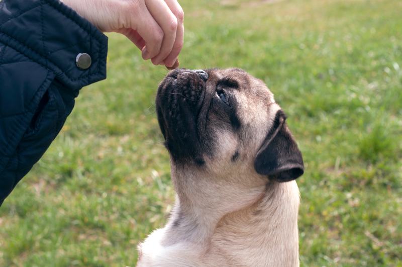 Pug dog giving a treat