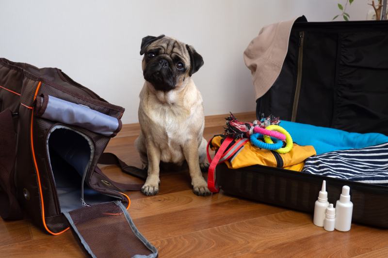Pug is ready for a travel pack of luggage