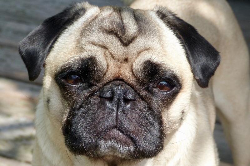 Pug dog with encephalitis