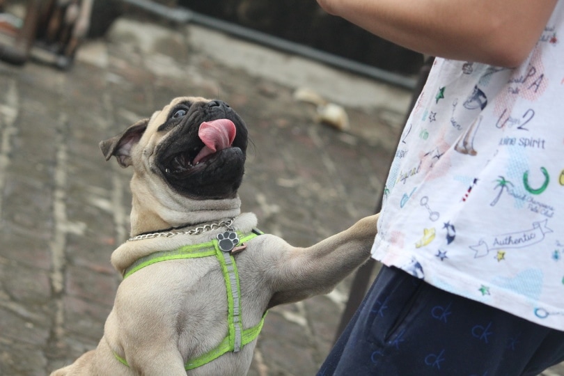 Pug jumping up on man