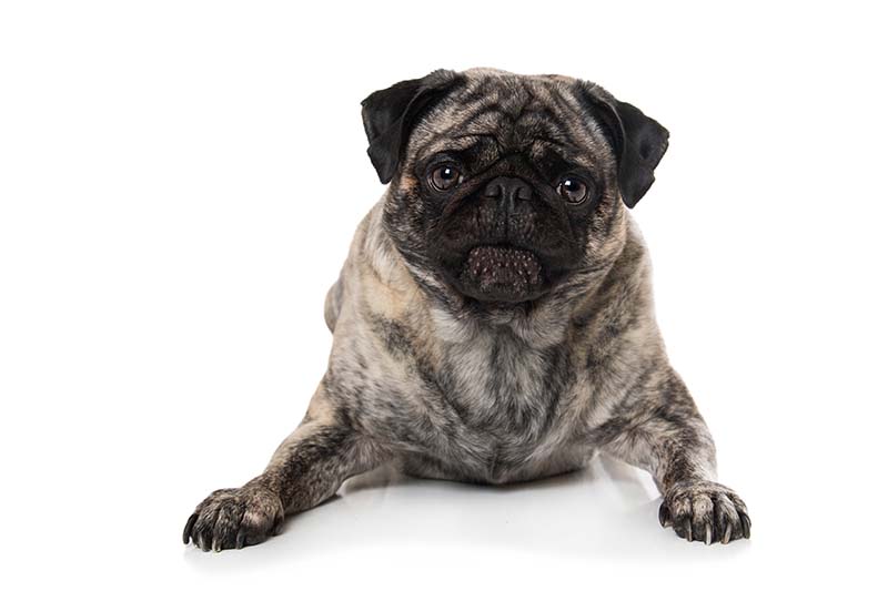 Brindle Pug lying isolated on white background