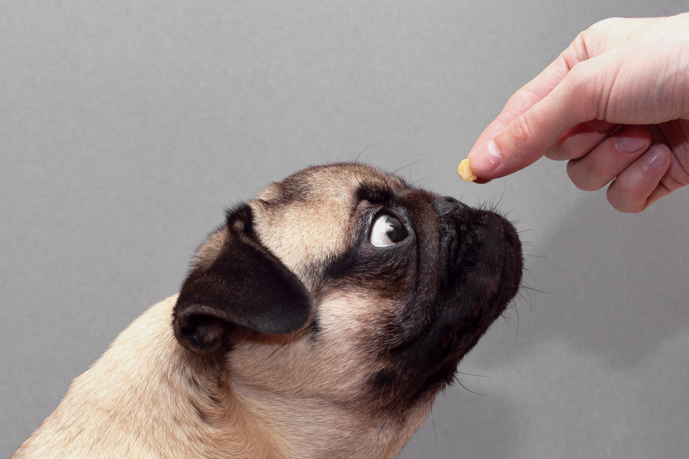 Pug sniffing a treat