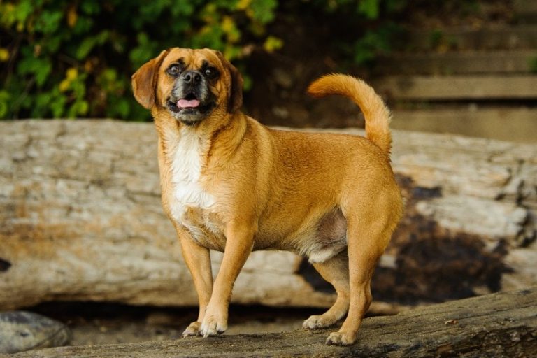 How Much Does a Puggle Cost? (2024 Price Guide) Dogster