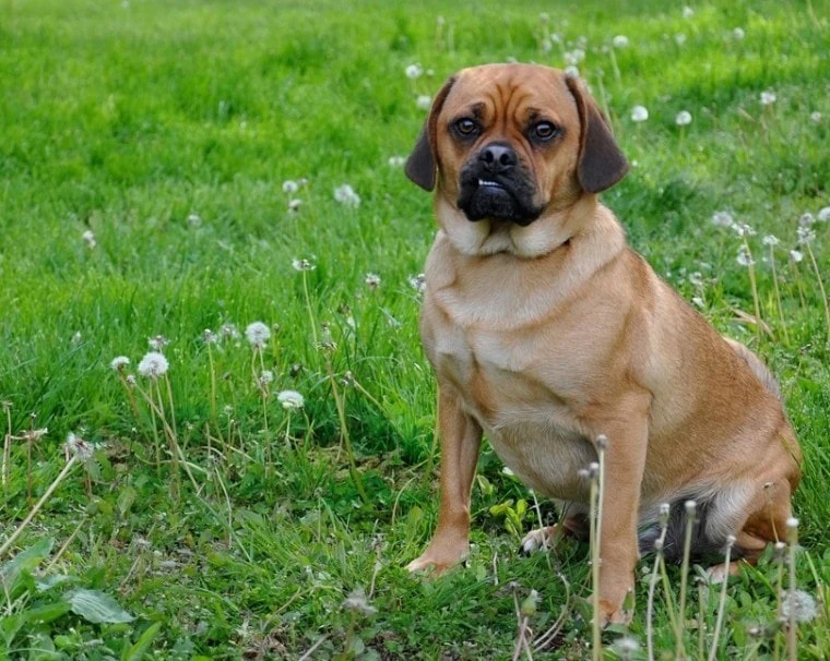 Puggle in grass