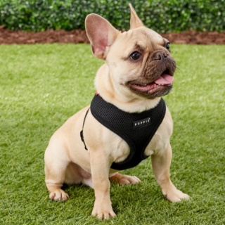 Puppia Polyester Back Clip Dog Harness