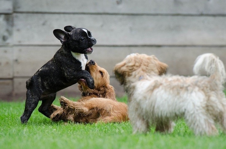 Puppies Playing