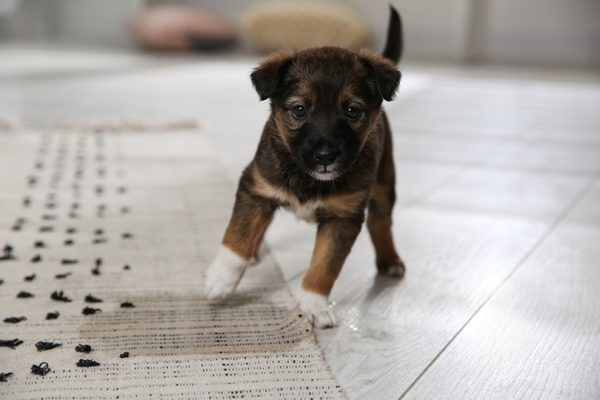 Puppy Dog Pee Rug