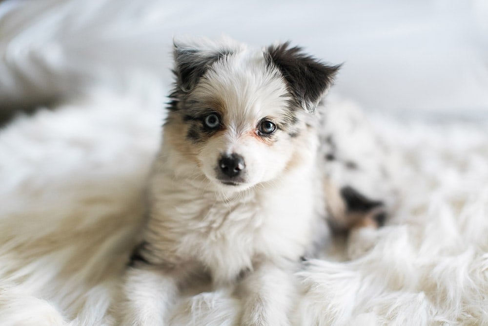 Puppy-Toy-Australian-Shepherd-sitting
