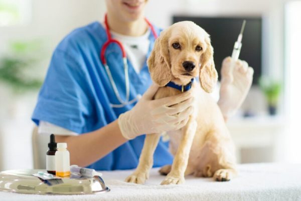 Puppy at veterinarian doctor
