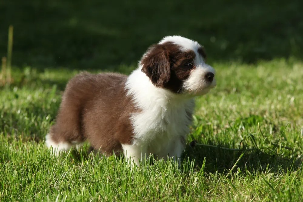 Bearded Collie Puppy