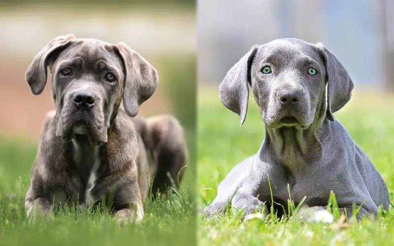 Puppy parent breeds of the Cane Corso Weimaraner Mix