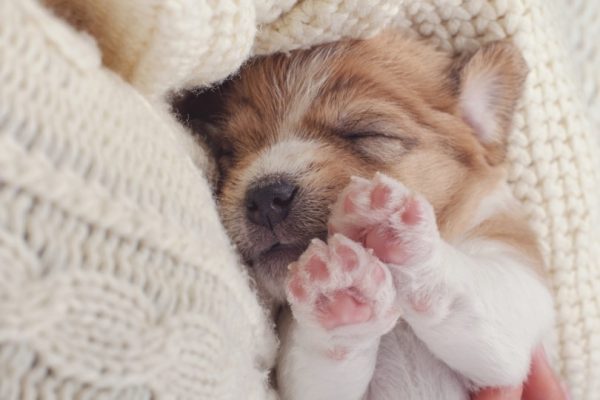 Puppy sleeping with paws up
