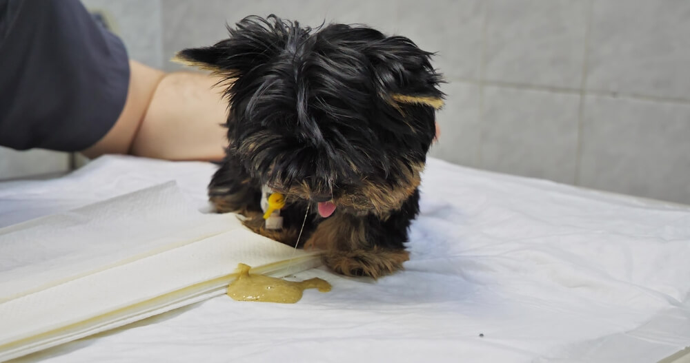 Puppy vomiting at the vet