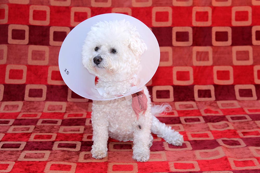 Pure Breed Bichon Frise dog wears her Elizabethan Collar after surgery to remove old lady dog warts