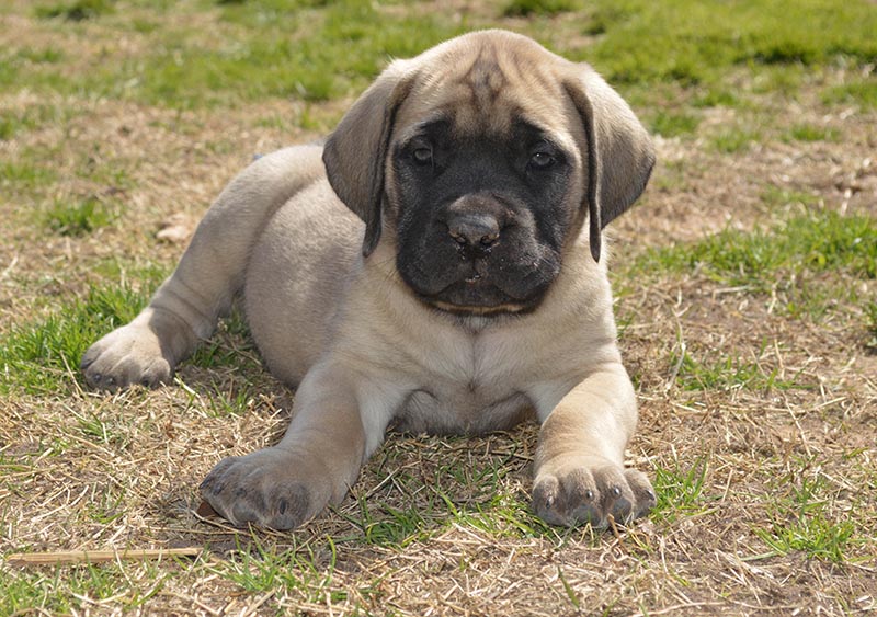 Purebred English Mastiff puppy